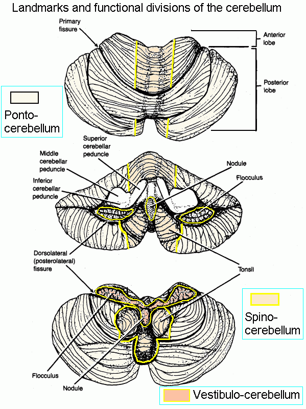 Dentate Nucleus