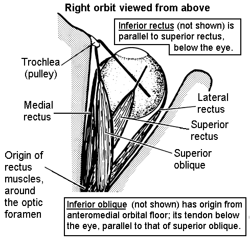 dilator pupillae muscles
