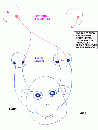 Facial Motor Nucleus 62