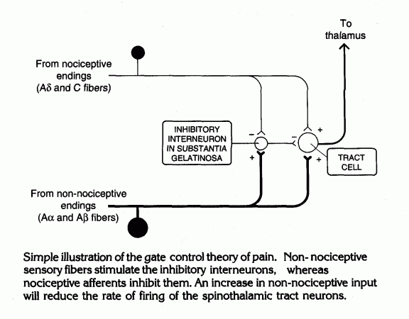 mechanism for pain.