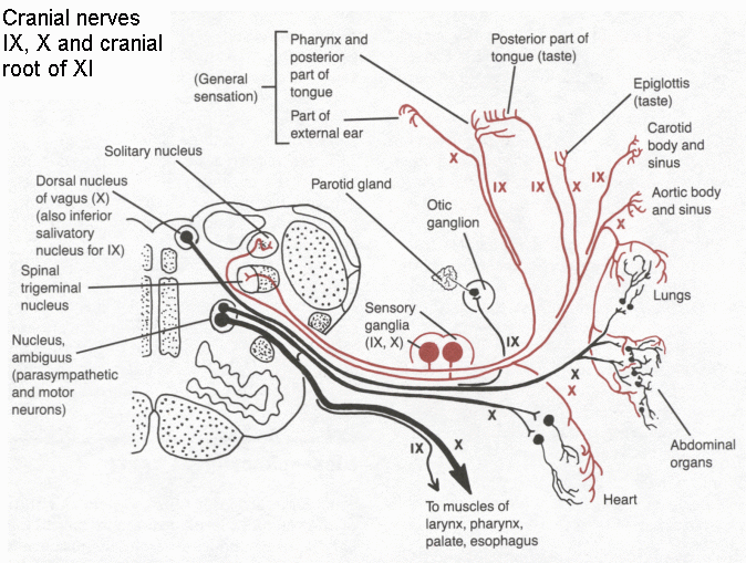 glossopharyngeal sulcus