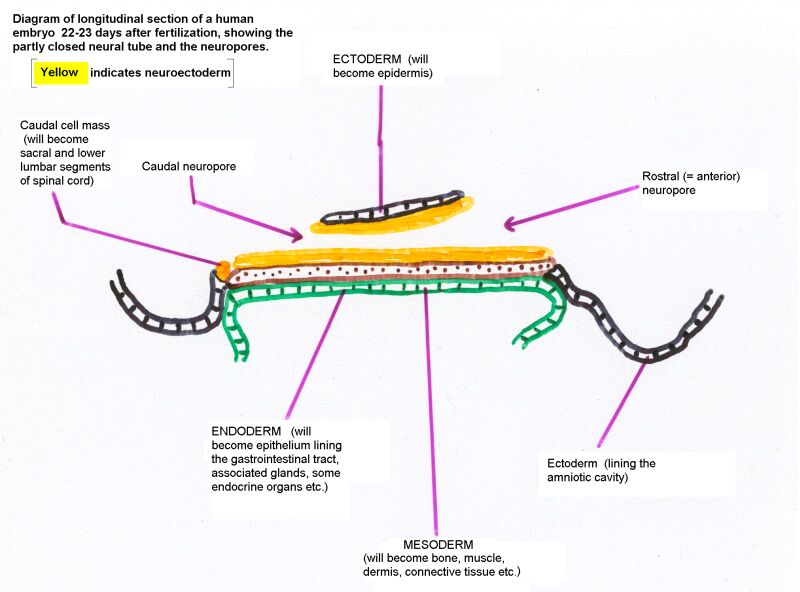 rostral neuropore