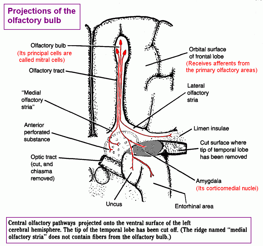 Olfactory Pathways; Anterior Perforated Substance; Olfactory Cortex