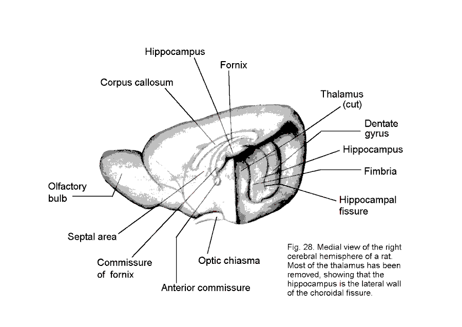 Clam Anatomy Diagram