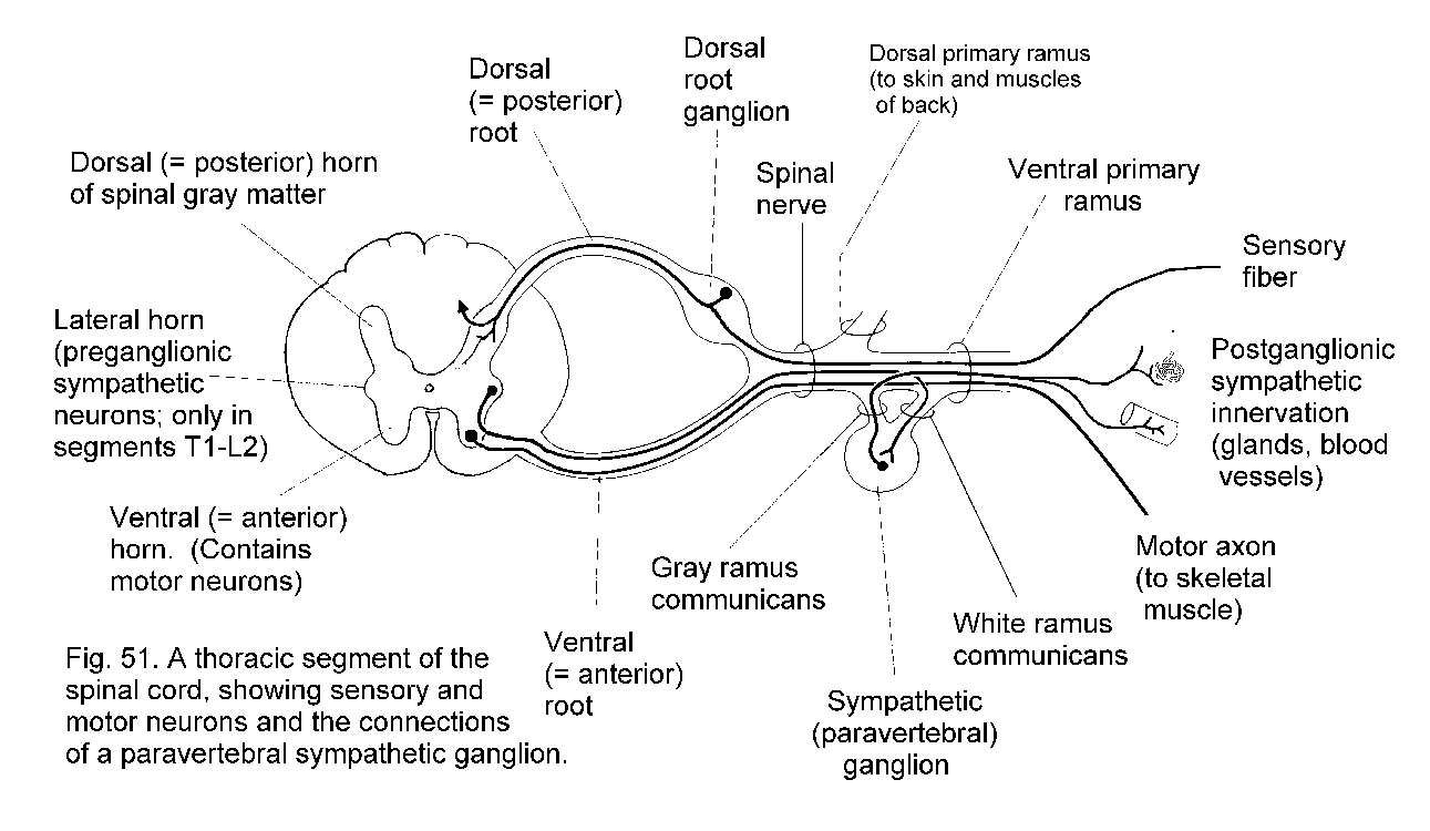 Nerve Section Diagram