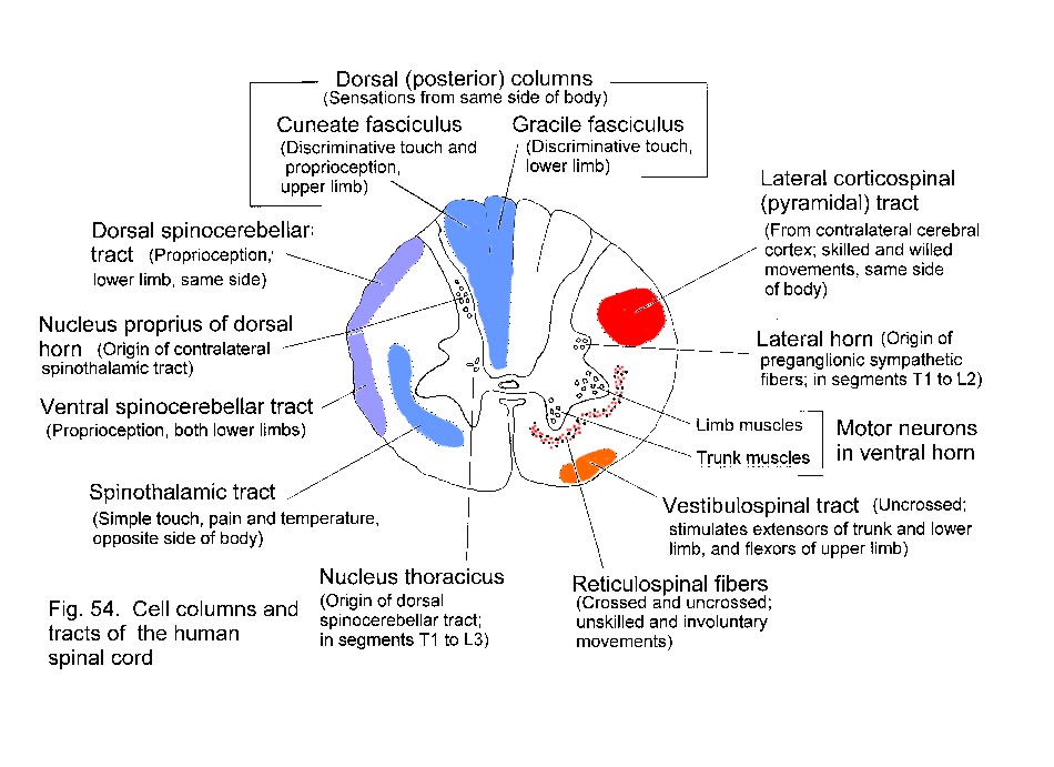 Ascending Sensory Pathways