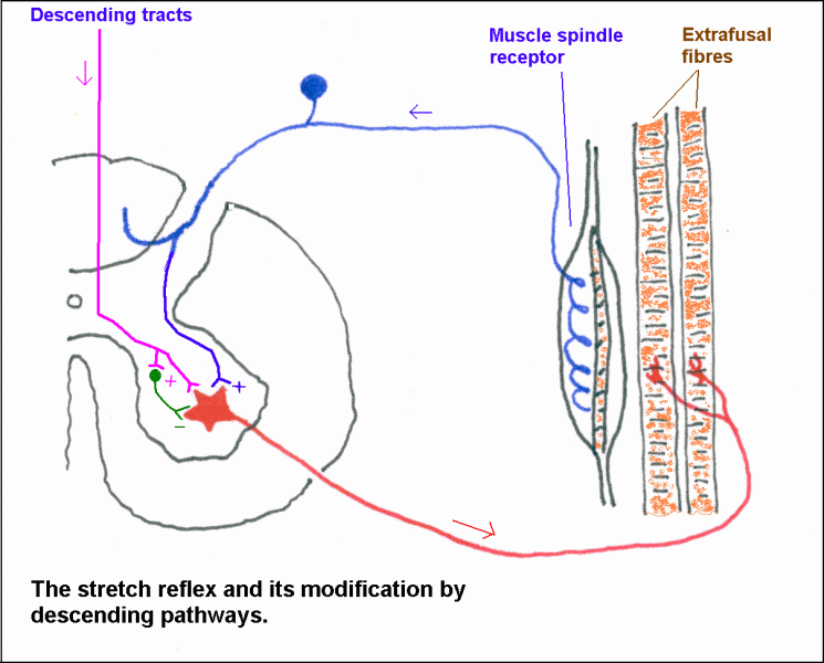 Muscle Spindle Diagram