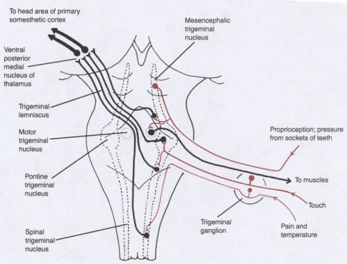 Trigeminal Touch Pathway