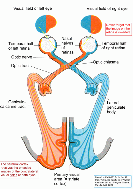 anterior visual pathway