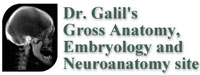 Dr Galil's Gross Anatomy, Embryology and Neuroanatomy Page