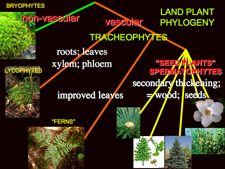 basic plant phylogeny