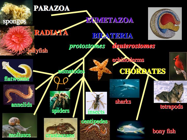 basic animal phylogeny