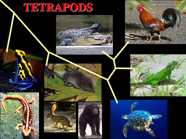 Tetrapod phylogeny