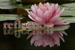 reflection -- image of flower on water
