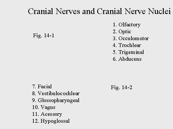 Cranial Nerves and Cranial Nerve Nuclei