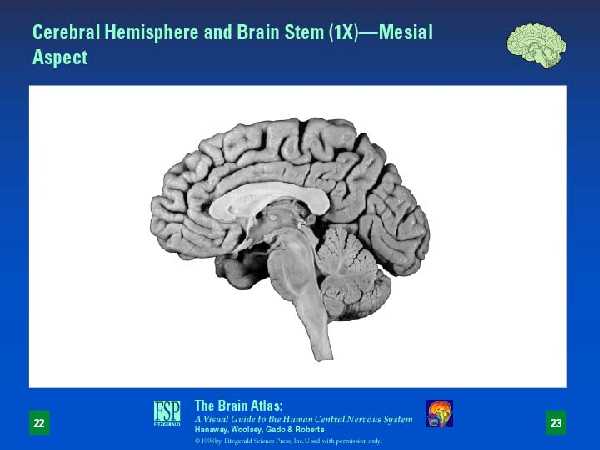 lobes of cerebrum slideshare