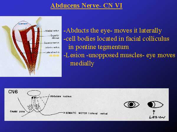 PPT Slide