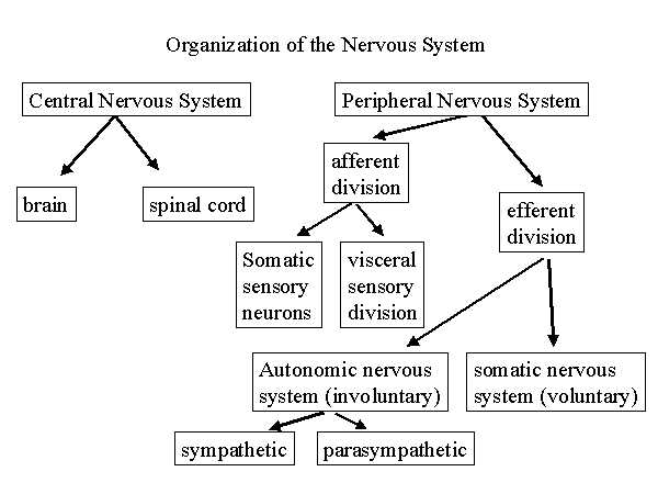 PPT Slide