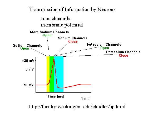 PPT Slide