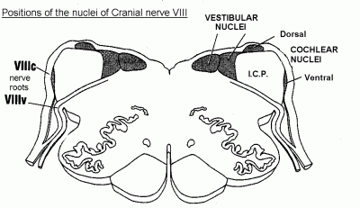 Vestibular & cochlear nuclei in transverse section of rostral medulla