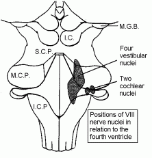 Vestibular & cochlear nuclei and 4th ventricle