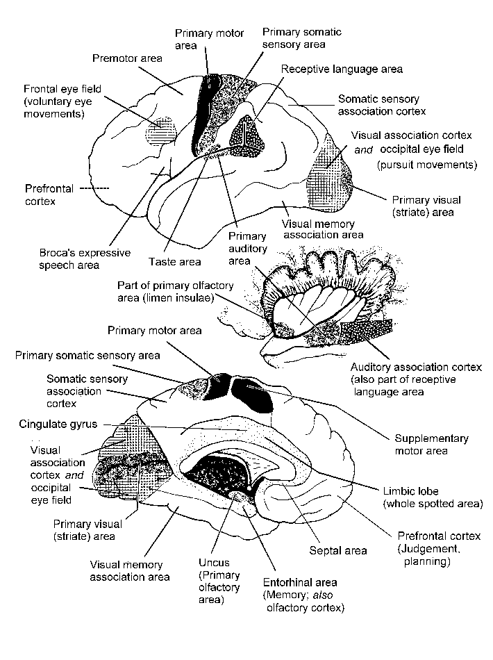 Cortical areas
