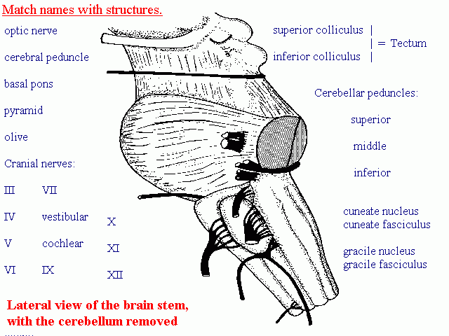 Brain stem from side