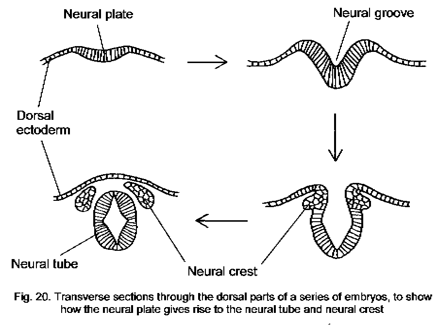 Neural tube