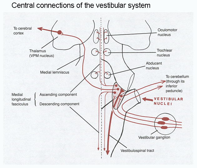 Vestibular pathways