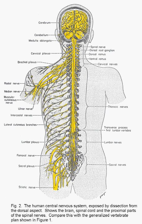 Whole nervous system