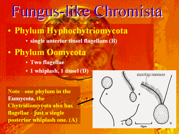 Fungus-like Chromista