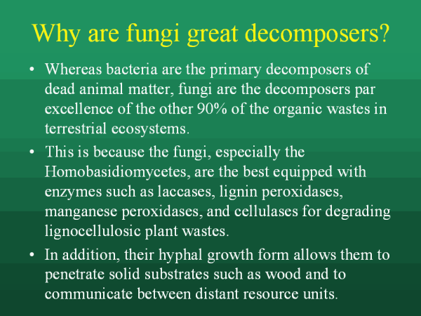 Why are fungi great decomposers?