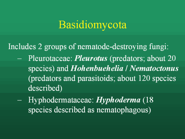 Basidiomycota