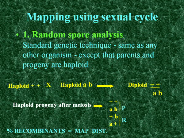 Mapping Using Sexual Cycle 1125