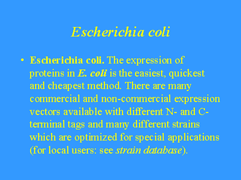 Escherichia Coli   Img030 