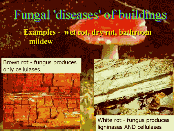 Fungal 'diseases' Of Buildings