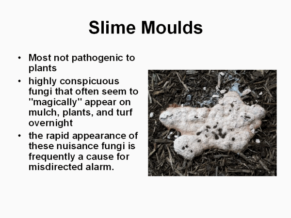 Slime Moulds Meaning In Biology In Hindi