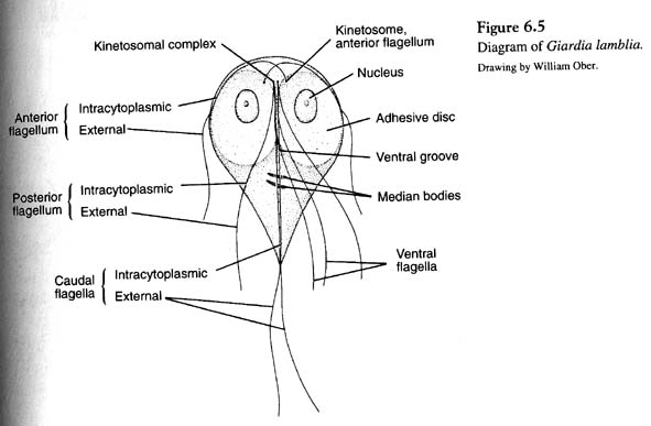 giardia lamblia cyst diagram