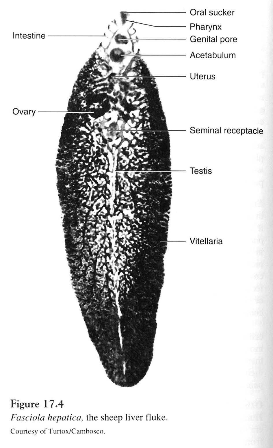 fasciola hepatica miracidia labeled