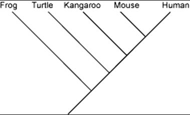 lecture 10: phenetic and phylogenetic principles of classification