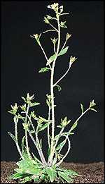Arabidopsis BBC